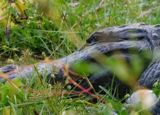 Silver Springs Gator Close-Up