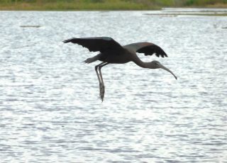 Glossy Ibis Flying At Lake Apopka Wildlife Drive