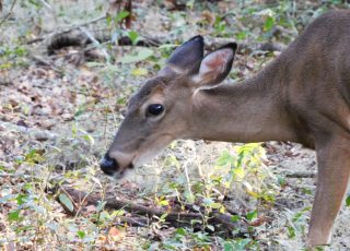 Deer Snacks On Acorns Near La Chua Trail