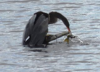 Anhinga Fights With Catch Of The Day At Paynes Prairie US-441 Boardwalk