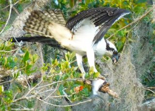 Osprey Prepares The Catch Of The Day At La Chua Trail