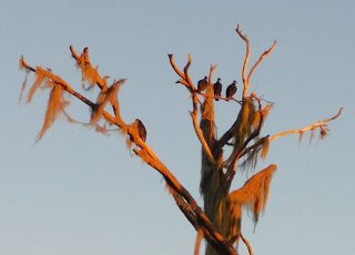 Trio Of Turkey Vultures Keeps Watch Atop A Dead Tree