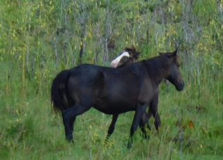 Wild Horses Grazing Near Paynes Prairie Visitor Center