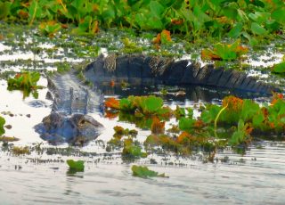 Gator Curls Up In Shallow Water At Lake Apopka North Shore