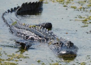 Gator Walks Through Shallow Water At Lake Apopka