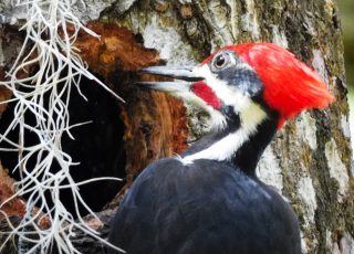 Pileated Woodpecker Hard At Work Along Bolen Bluff Trail