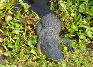 Alligator Crawls Out Of Vegetation Loking For Sun