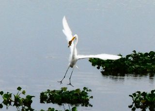 Egret Flies Away With Small Fish At Paynes Prairie Boardwalk
