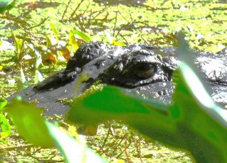 Alligator Enjoying A Sunny Day At Silver Springs