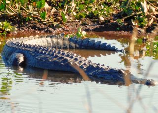 Alligator Curls Up On  A Sunny Day At Paynes Prairie