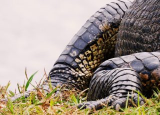 Closeup Of Alligator Arm And Leg At La Chua Trail
