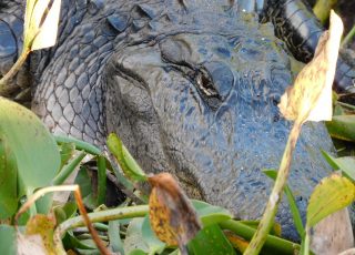 Gator Looks Up From Grass Along LaChua Trail Boardwalk