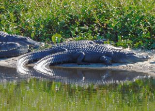 Pair Of Gators Reflected On A Busy Day At La Chua Trail