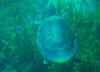 Turtle Swimming Under Silver Springs State Park Glass Bottom Boat