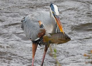 Great Blue Heron Snags A Fish Near Dam At La Chua Trail