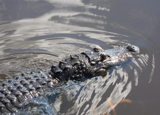 Small Gator Swims Away Through Ripples In Water