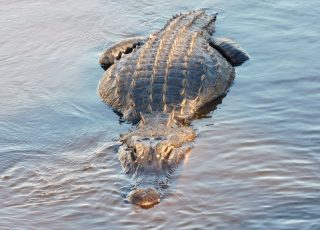 Alligators Swimming As Sun Begins To Set At Alachua Sink
