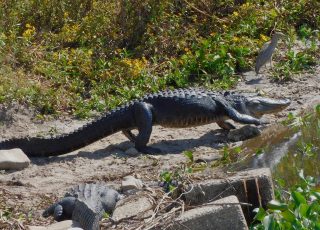 Gator Has Enough Sunning For One Day, Walks Into Water At La Chua Trail