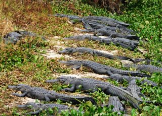 Alligators Lined Up At A Crowded La Chua Trail