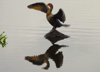 Cormorant Reflected On A Foggy Morning At Paynes Prairie