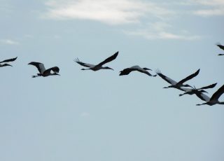 Flock Of Wood Storks Flying To Paynes Prairie