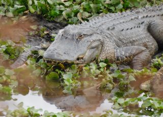Paynes Prairie Gator Reflected In Water Near 441 Observation Boardwalk