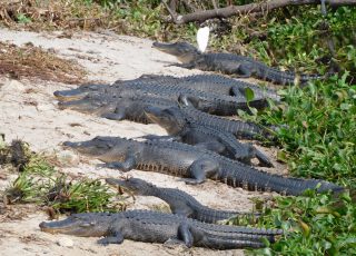 Gators Lineup And Stretch Out In The Sun