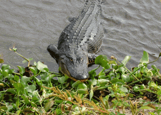 Paynes Prairie Gator Steps Out Of Water