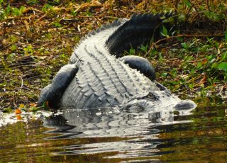 Paynes Prairie Gator Steps Into Water…  Almost