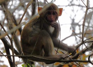 Young Rhesus Macaque In A Tree At Silver Spring State Park