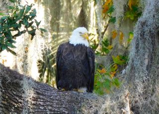 Bald Eagle In A Tree Watching Over Alachua Sink, At Paynes Prairie State Park
