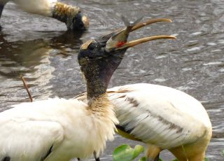Wood Stork Swallows A Fish At LaChua Trail