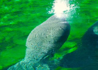 Manatee Comes Up To Breath And Gives A Big Spray