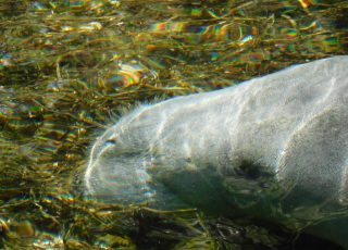Manatee Grazes On Underwater Grass At Blue Springs State Park