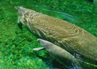 Mother Manatee And Young Calf Keeping Warm At Blue Springs