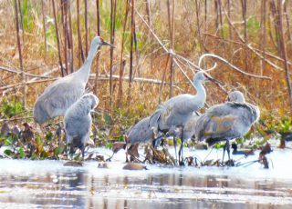 Sand Hill Cranes Gather At Paynes Prairie