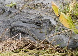 Alligator Resting In The Sun At Sweetwater Wetlands