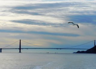 Seagull Flying Over San Francisco Bay At Golden Gate Bridge