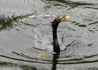 Anhinga Catches A Fish At Silver Springs