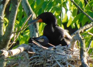 Cormorant Parent And Child In The Nest At Silver Springs State Park