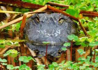Gator Pokes His Head Through Wetland Vegetation