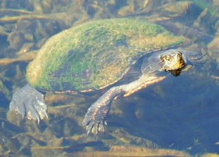 Turtle Explores Underwater At Silver Springs State Park