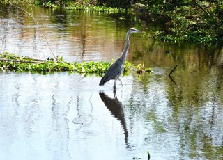 Great Blue Herron Reflected On A Sunny Day At Paynes Prairie