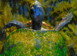 Turtle Swimming Underwater In Silver River