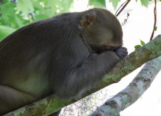 Silver Springs Monkey Needs A Nap
