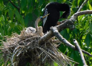 Young Anhinga In Nest With Dad