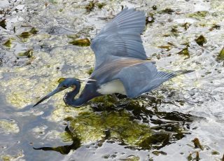 Tri-Color Heron Flaps His Wings While Hunting For Food
