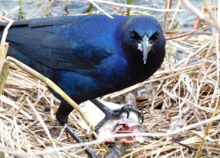 Bird Munches On Delicious Catch Of The Day At Lake Apopka