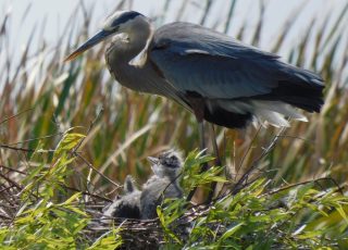 Great Blue Herron And Chicks In The Nest At Lake Apopka