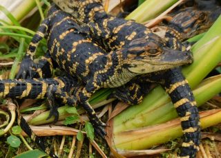 Baby Gators Explore Wetland Vegetation As Mom Stands Guard